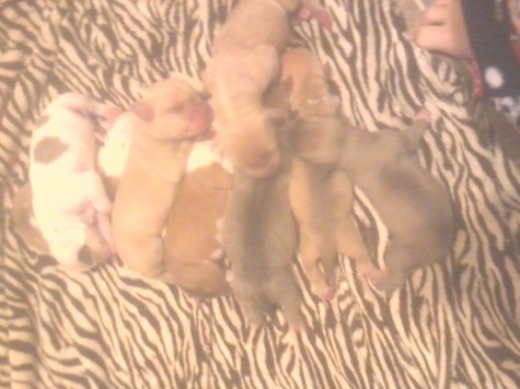 Ceres' eight adorable puppies.