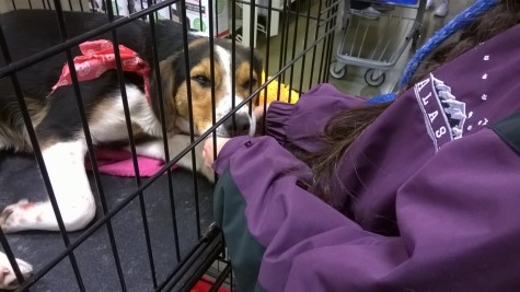 Brownie is so tired from guarding her special bone that she falls asleep, using a Humane Society volunteer's hands as a pillow.