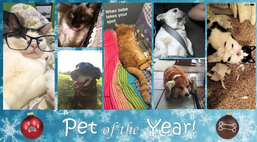 Pet of the Year 2016