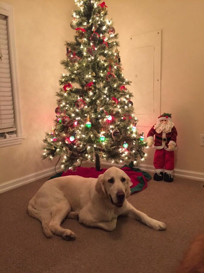 CanDoo sits beneath the tree on Christmas.