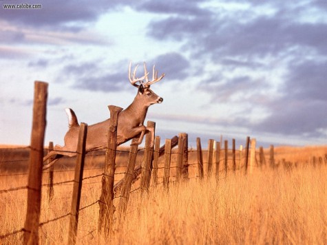 whitetail-buck-deer-jumping-over-fence-zvbhzuj6la1aie1j