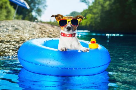 Dog-Tips-And-Tricks-For-Summer-Picture-01