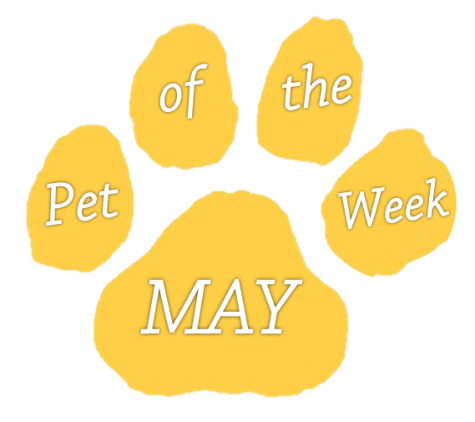 pet of the week may