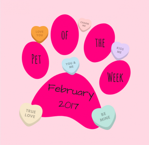 Pet of the Week: February 3