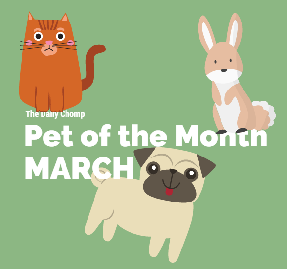 Pet of the Month: March