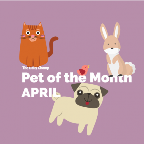 Pet of the Month: April