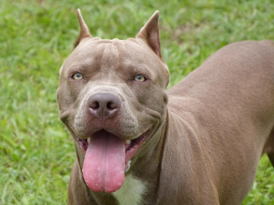 Pit Bulls are Wrongly Labeled as Aggressive