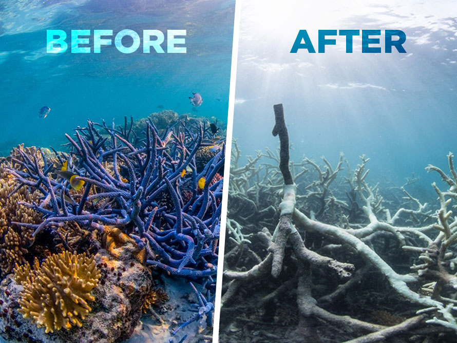 The Great Barrier Reef is Dying