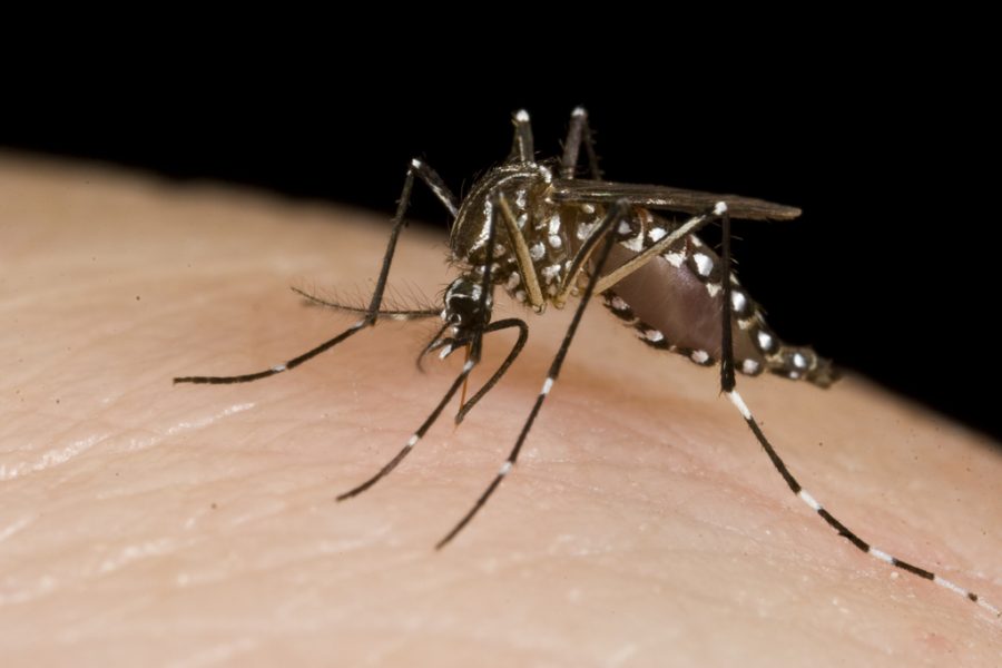 What It Means To Be Allergic To Mosquitoes