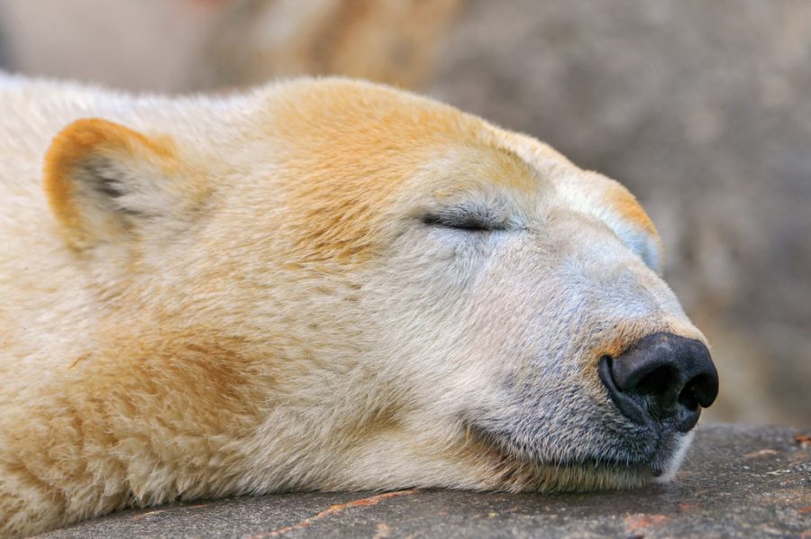 Global Warming Causes Dramatic Decrease In Polar Bears