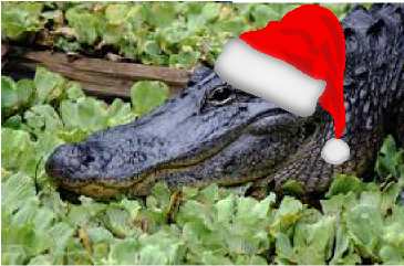 Gators Chomping Down the Christmas Tree in Annual Play