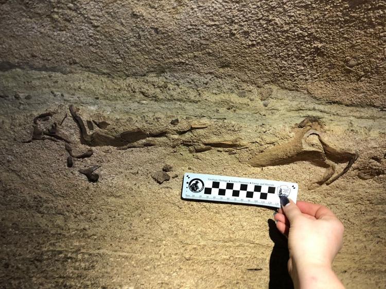 A recently-discovered shark jaw fossil in Mammoth Cave. (Image via Mammoth Cave National Park Instagram)