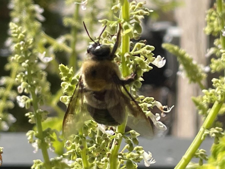 What's The Buzz About Bees?